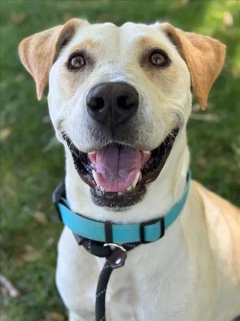 Twix - Labrador Retriever