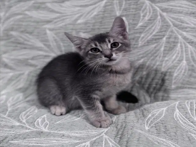 Andrew - Domestic Medium Hair