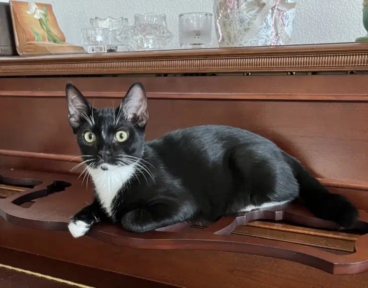 Drizzle - Domestic Short Hair