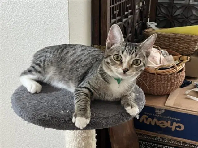 Dewdrop Green - Domestic Short Hair