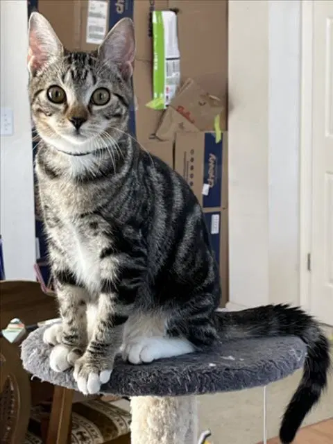 Rainbow Black - Domestic Short Hair