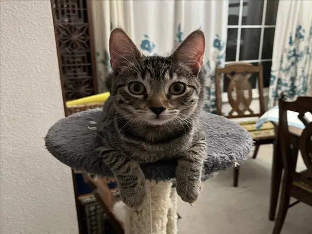 Misty Yellow - Domestic Short Hair