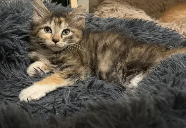 Kaya - Domestic Medium Hair
