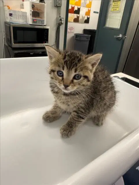 Blue - Domestic Short Hair