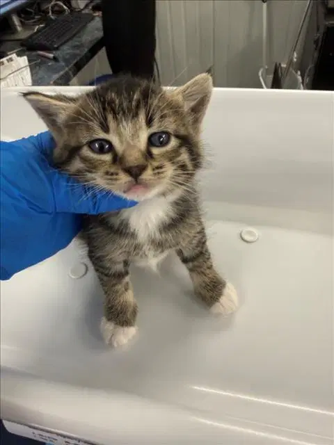 Green - Domestic Short Hair