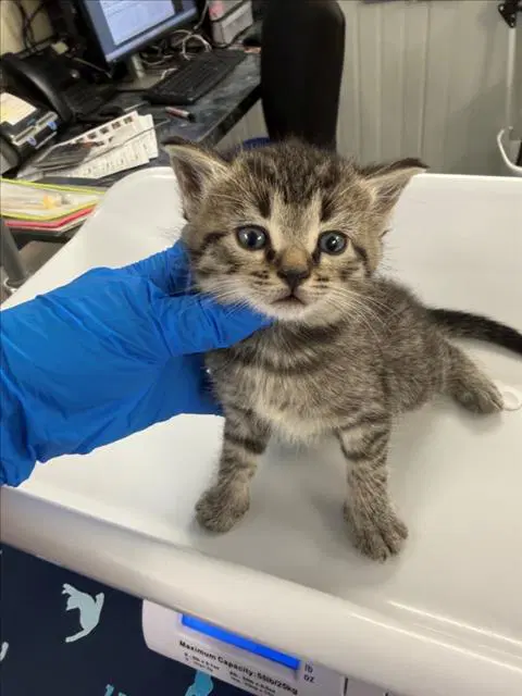 Red - Domestic Short Hair