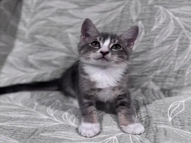 Tobey - Domestic Medium Hair