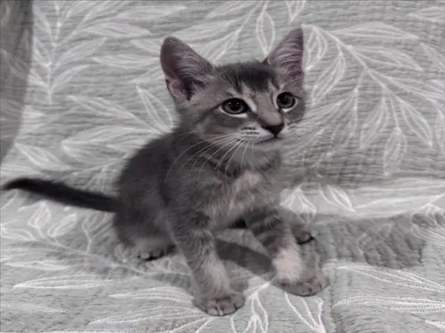 Tom - Domestic Medium Hair