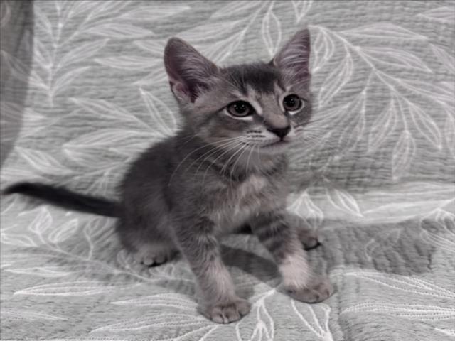 Tom