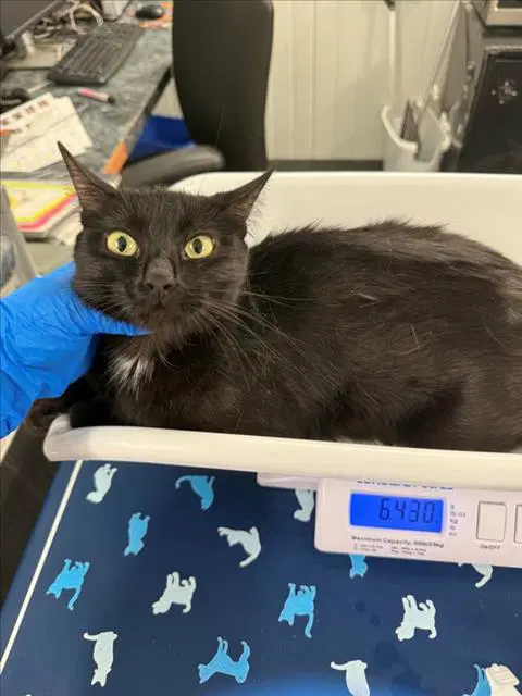 Unknown - Domestic Short Hair