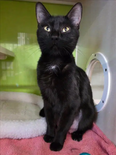 Unknown - Domestic Short Hair