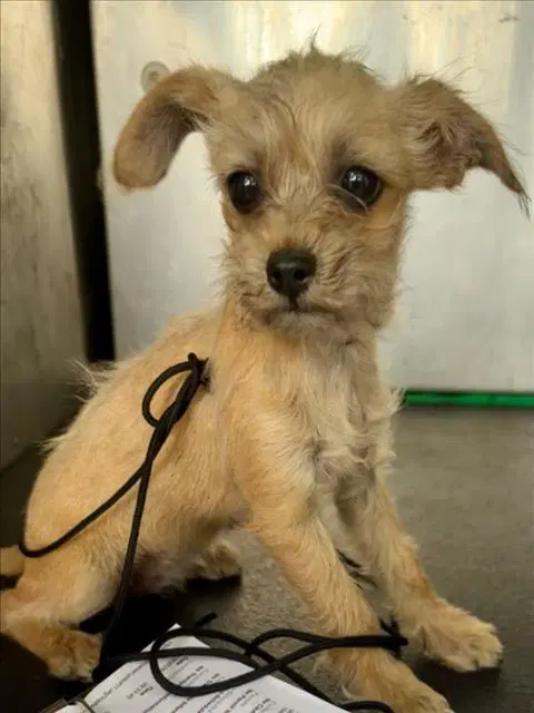 Rogue - Brussels Griffon