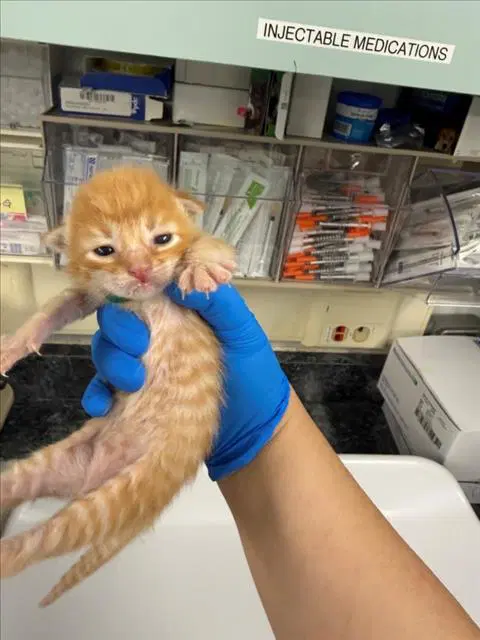 Jimmy - Domestic Short Hair