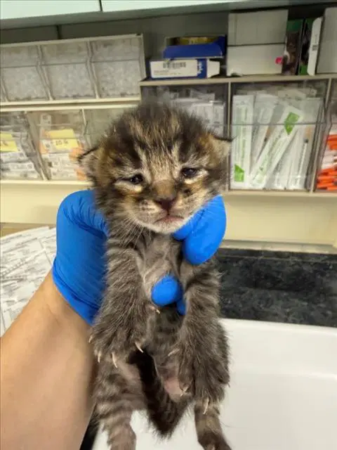 Batman - Domestic Short Hair