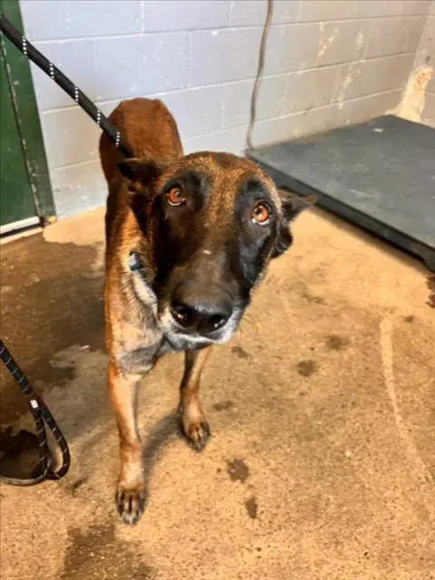 Jessie - Belgian Shepherd Malinois