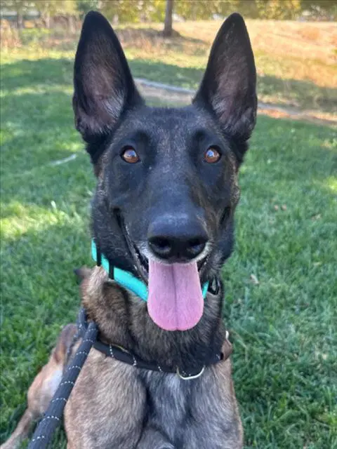 Jessie - Belgian Shepherd Malinois