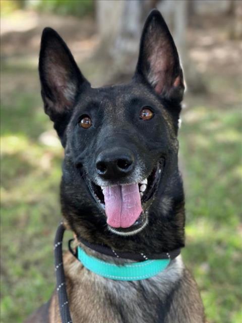 JESSIE, a dog for adoption from Yolo County Animal Services Shelter