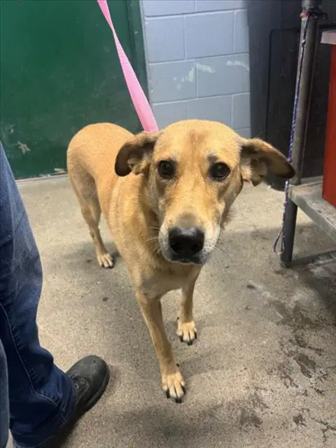 Raya - Labrador Retriever