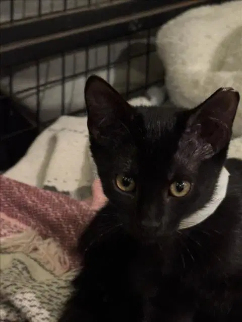 Elise - Domestic Short Hair
