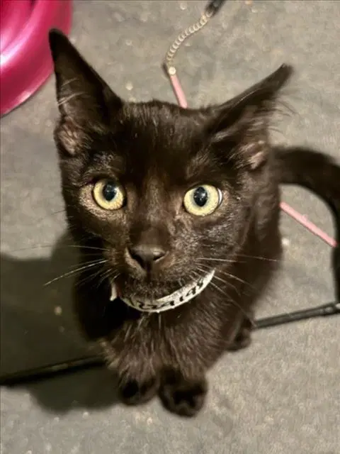 Freddy - Domestic Short Hair