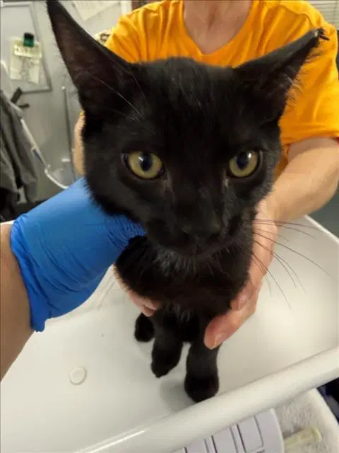 Charlie - Domestic Short Hair