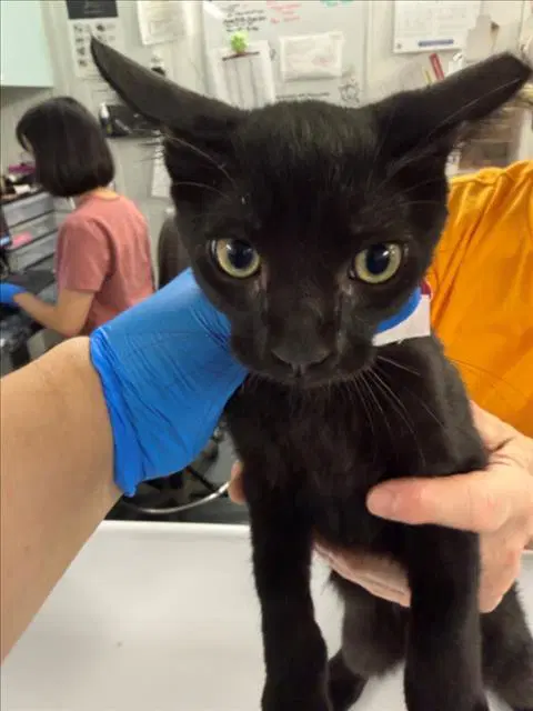 Hunter - Domestic Short Hair