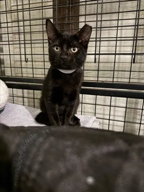 Hunter - Domestic Short Hair