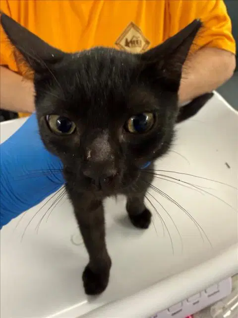Amelia - Domestic Short Hair