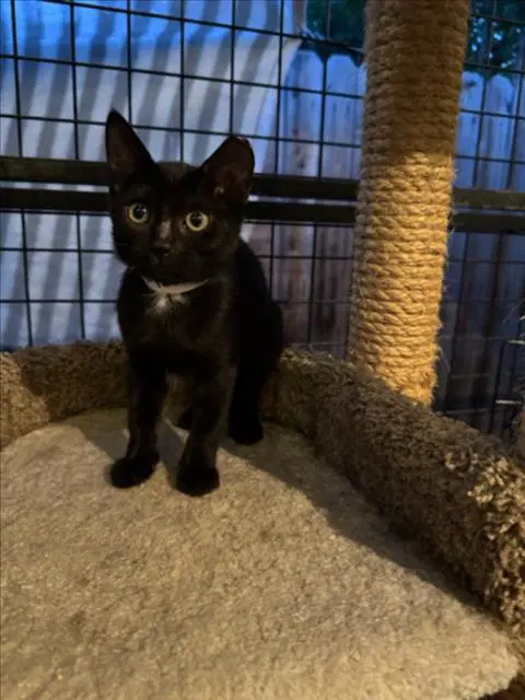 Amelia - Domestic Short Hair