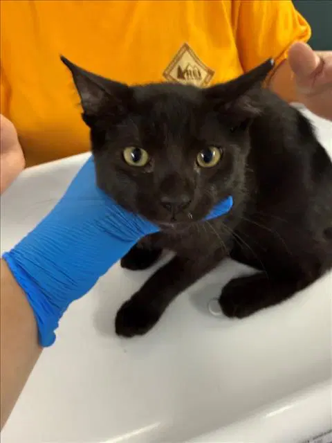 Peter - Domestic Short Hair