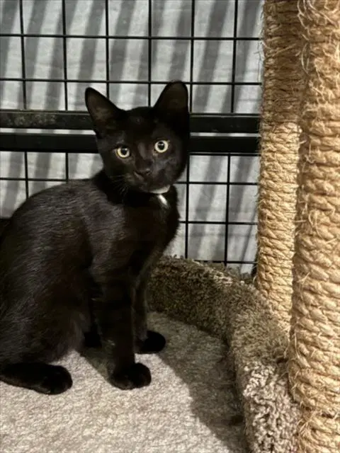Peter - Domestic Short Hair