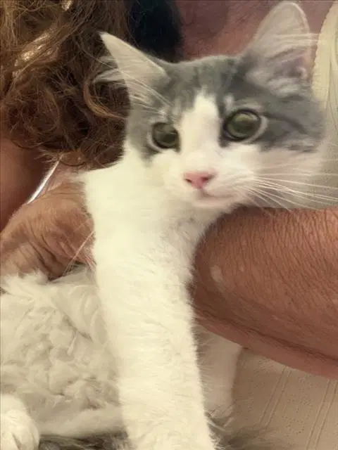 Cookie - Domestic Medium Hair
