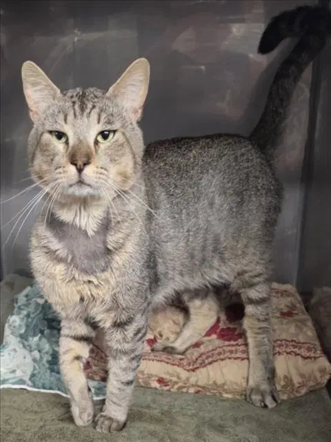 Keaton - Domestic Short Hair