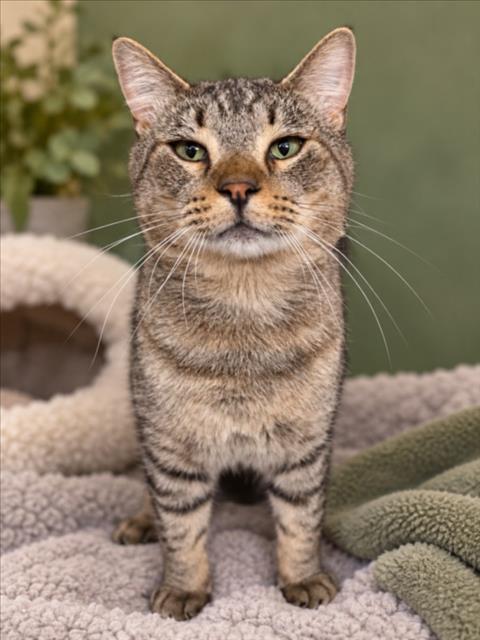 *KEATON, a cat for adoption from Yolo County Animal Services Shelter