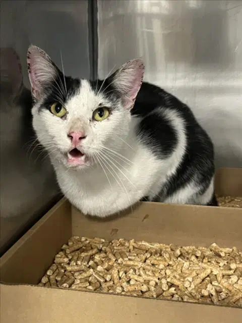 Unknown - Domestic Short Hair