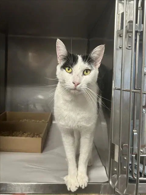 Unknown - Domestic Short Hair