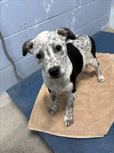 Unknown - Australian Cattle Dog/Blue Heeler