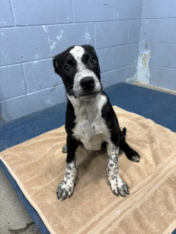 Unknown - Australian Cattle Dog/Blue Heeler