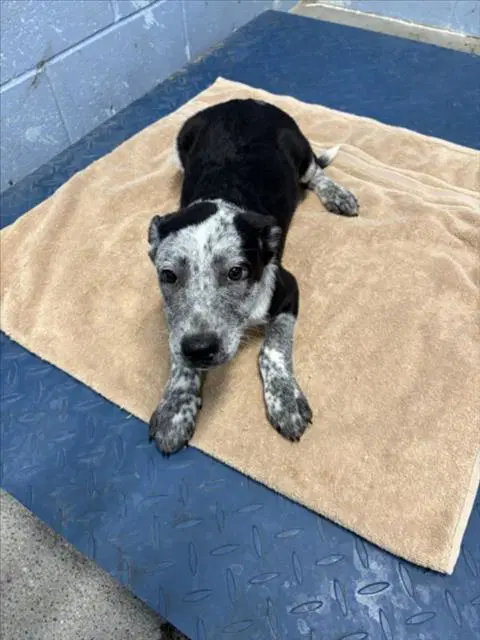 Unknown - Australian Cattle Dog/Blue Heeler