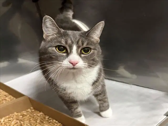 Luna - Domestic Short Hair