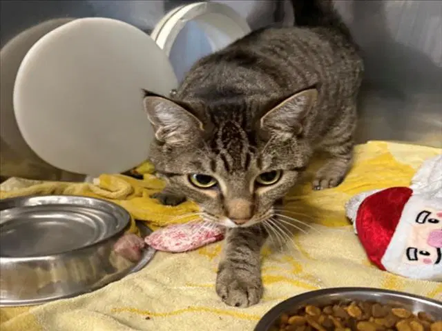 Nova - Domestic Short Hair