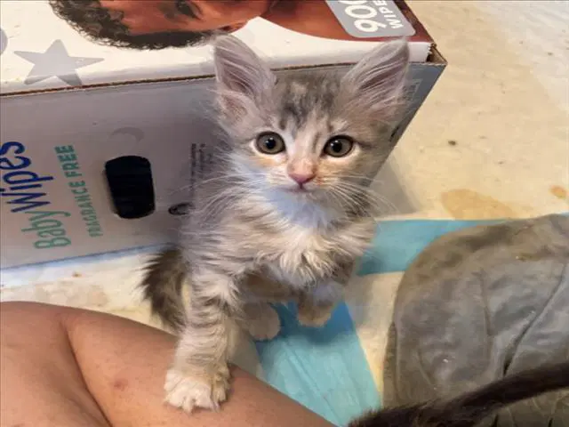 Whitney - Domestic Short Hair