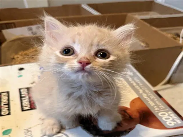 Kenny - Domestic Short Hair