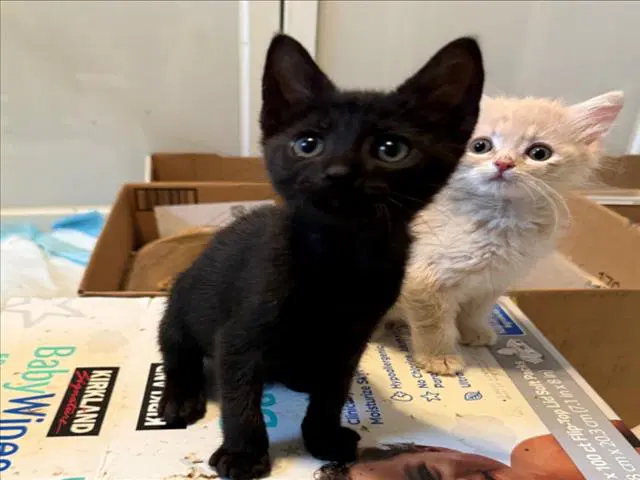 Tennessee - Domestic Short Hair