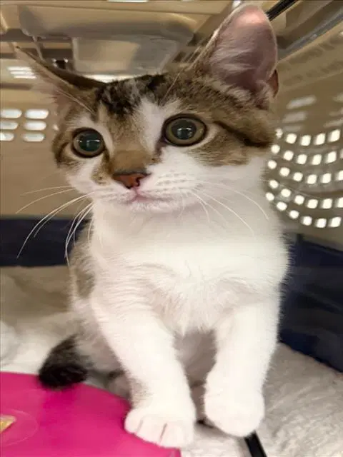 Trevor - Domestic Short Hair