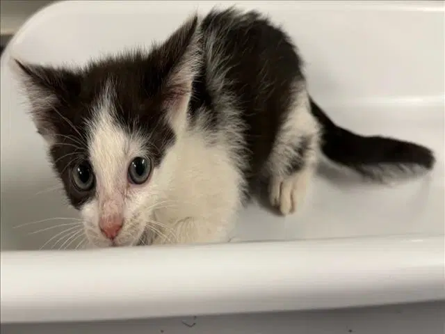 Red - Domestic Short Hair