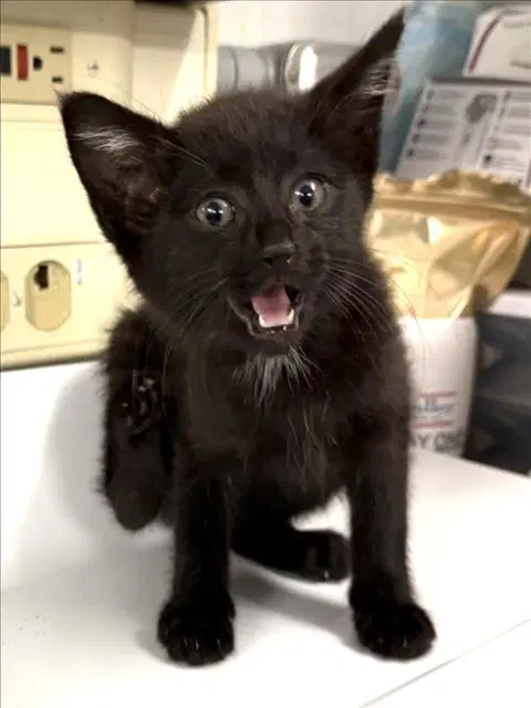 Unknown - Domestic Short Hair