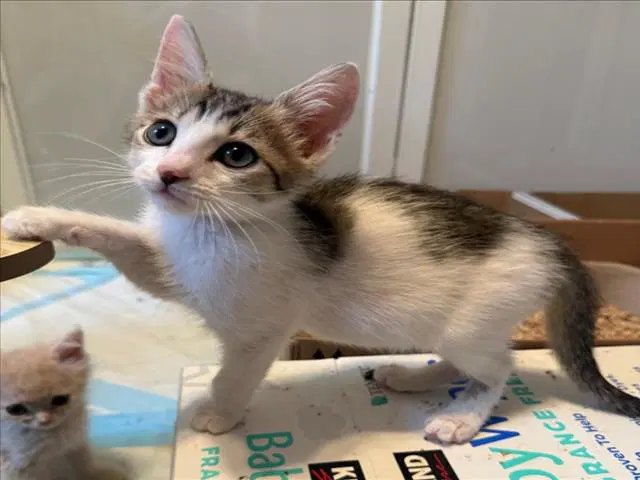 Dean - Domestic Short Hair