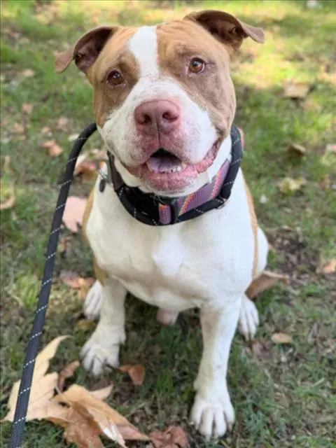 Kratos - Pit Bull Terrier