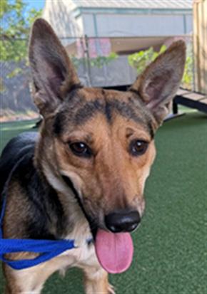 *CAMILLE, a dog for adoption from Yolo County Animal Services Shelter